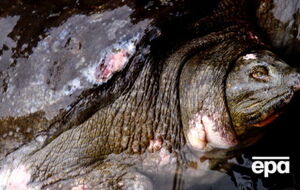 Длина Дядюшки составляла 1,85 метра, вес – 169 кг