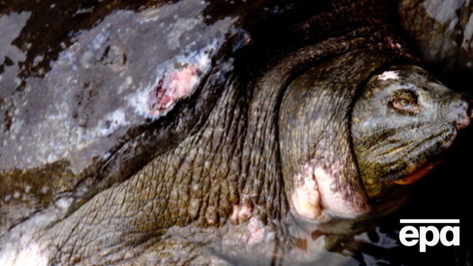 Длина Дядюшки составляла 1,85 метра, вес – 169 кг