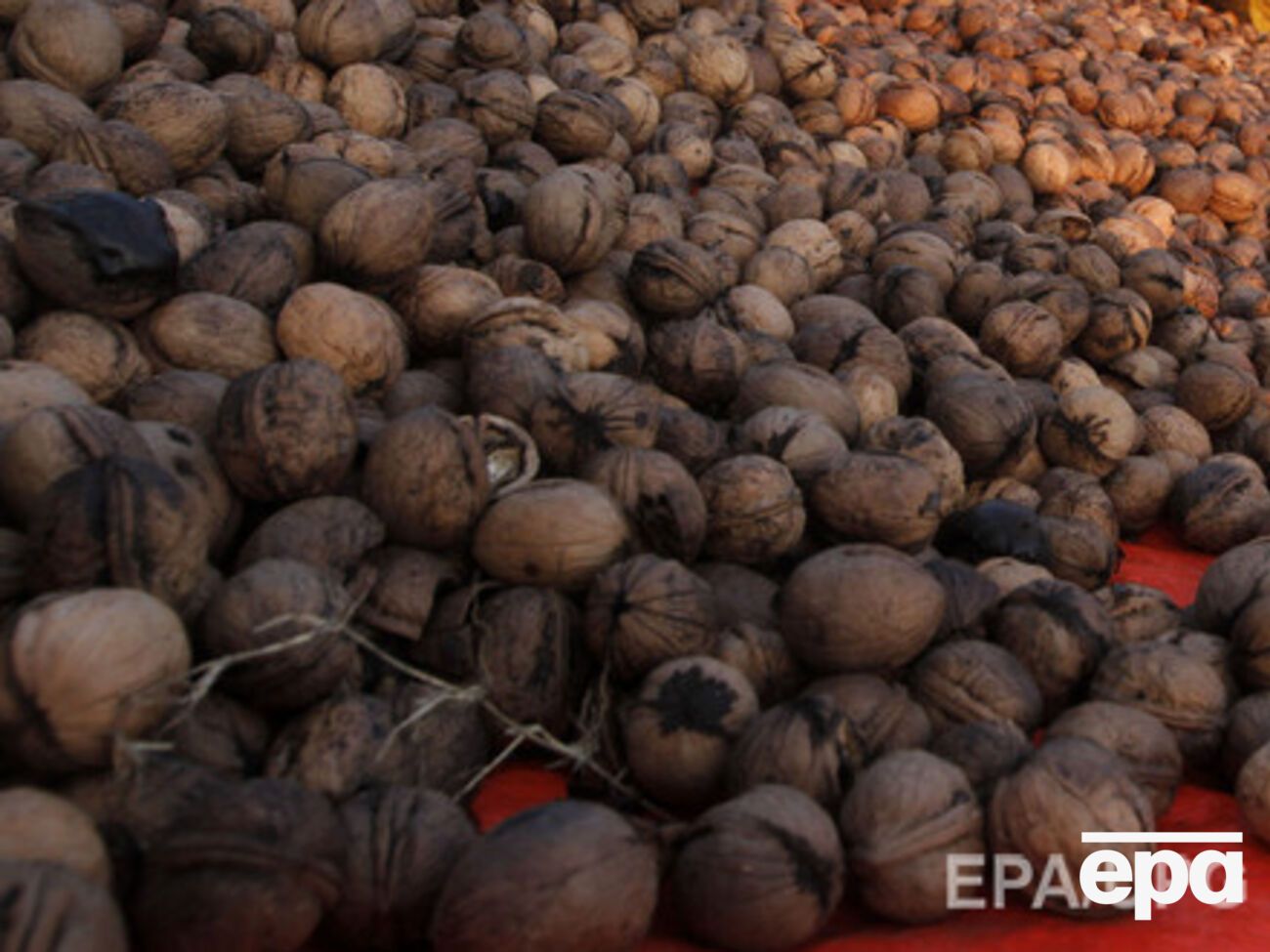 Генпрокуратура начала борьбу с "ореховой мафией"