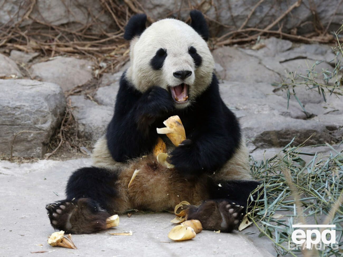 Гигантская панда ест бамбук в зоопарке Пекина