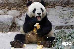 Гигантская панда ест бамбук в зоопарке Пекина