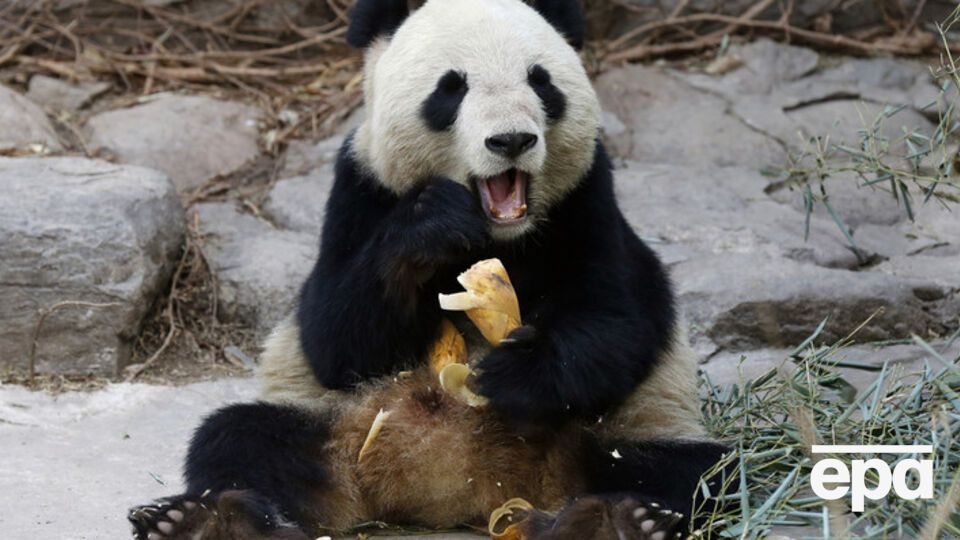 Гигантская панда ест бамбук в зоопарке Пекина