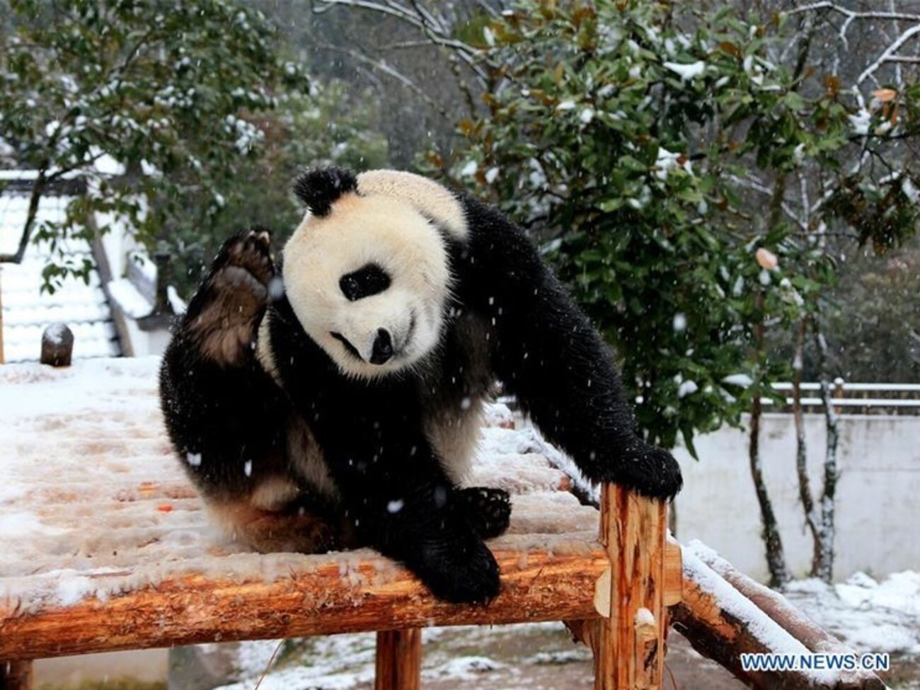 Гигантской панде не страшны снег и холод