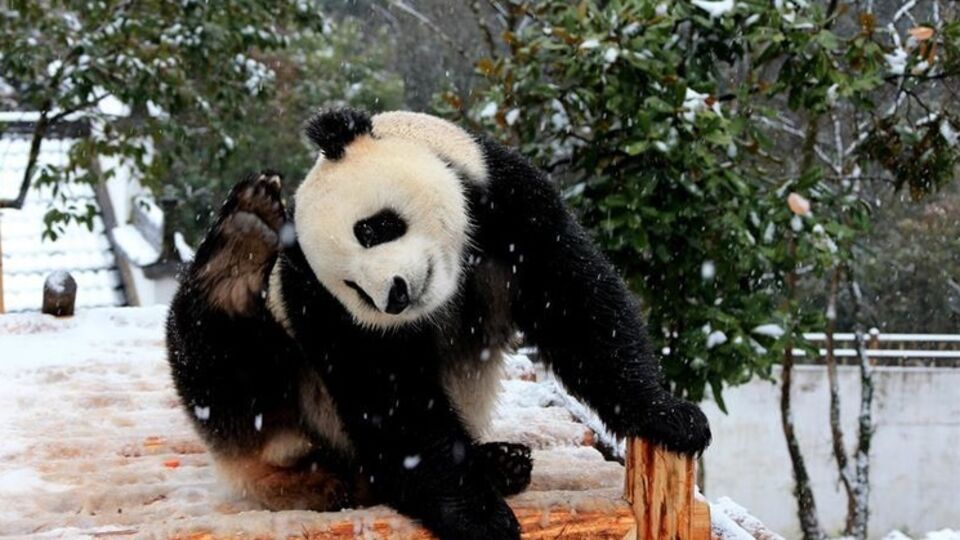 Гигантской панде не страшны снег и холод