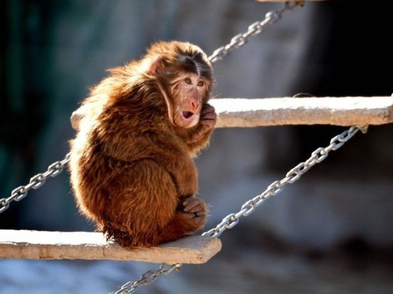 Животные мерзнут в Пекинском зоопарке