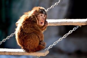 Животные мерзнут в Пекинском зоопарке