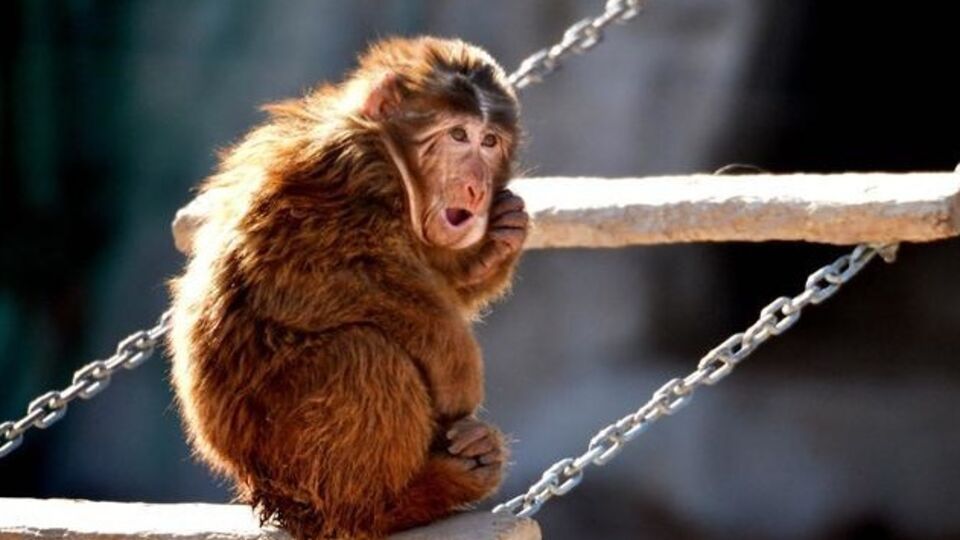 Животные мерзнут в Пекинском зоопарке