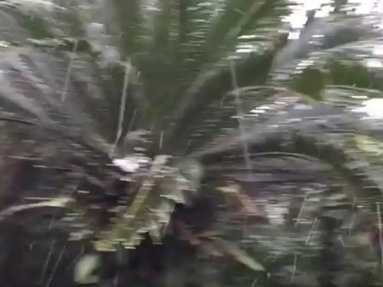 Осадки в виде мокрого снега на острове Амами-Осима продолжались в течение четырех минут