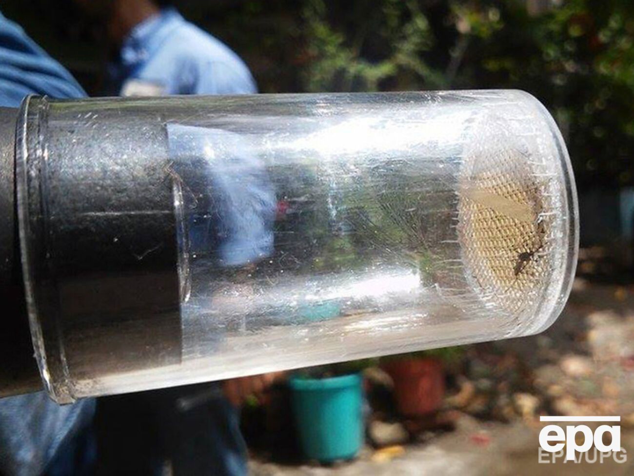 Комар&nbsp;Aedes Aegypti &ndash; переносчик вируса