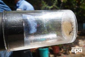 Комар Aedes Aegypti – переносчик вируса