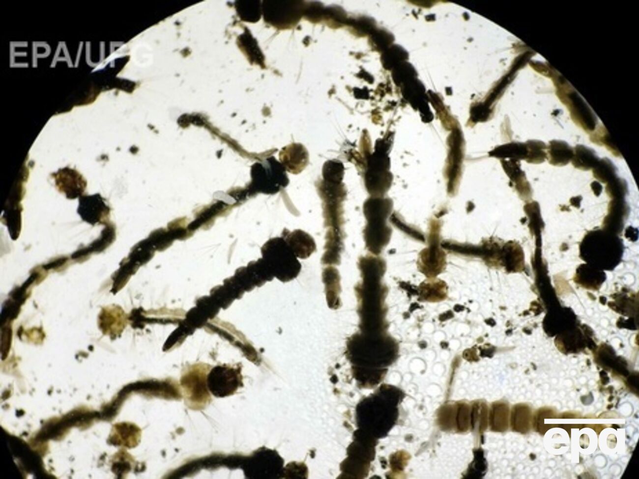 Вирус распространяется по Европе