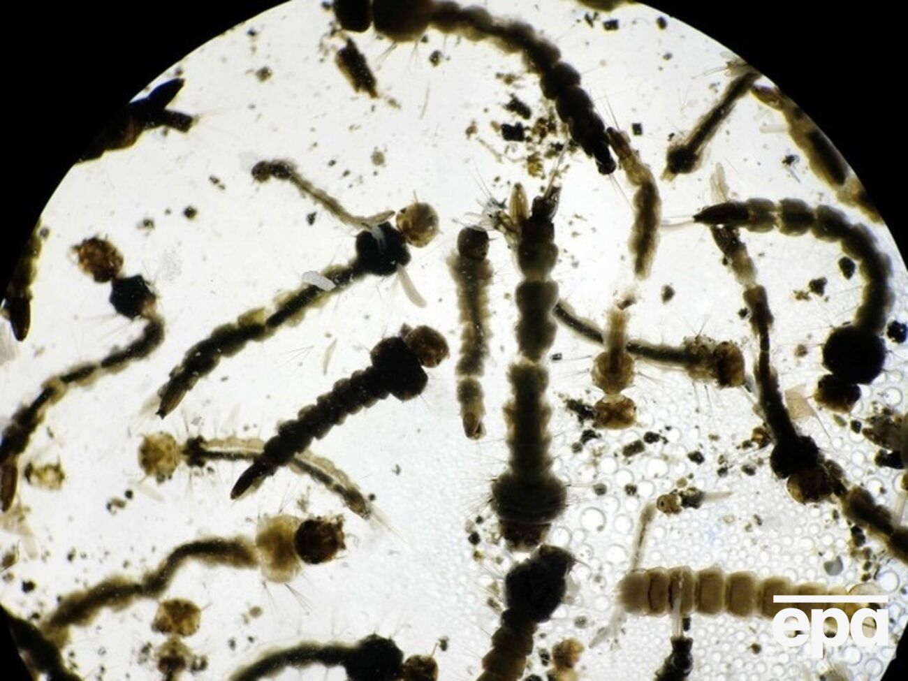 ВОЗ прогнозирует заражение 3&ndash;4 млн человек вирусом Зика