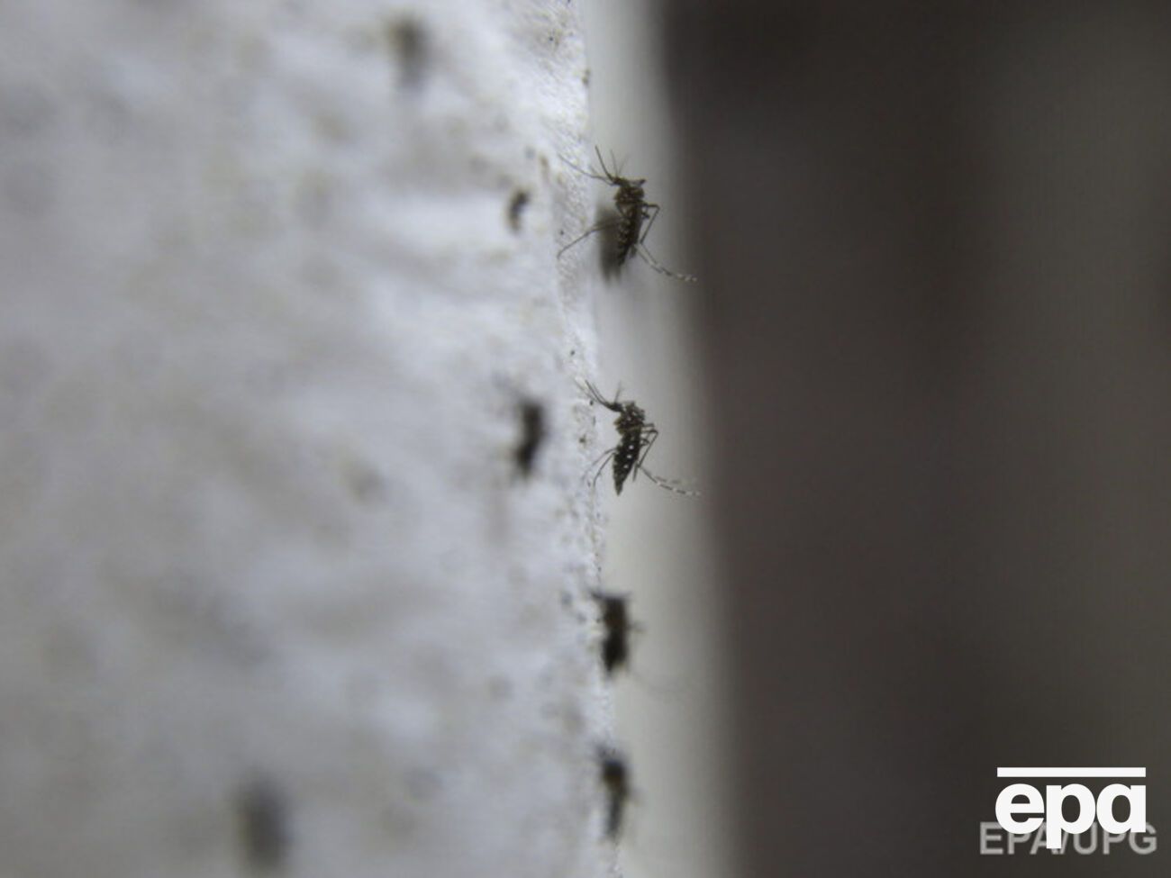 Госсанэпидемслужба предупредила украинских туристов об опасности заражения вирусом Зика