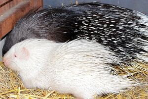 Появление такого детеныша как Снежок в зоопарке назвали редким явлением