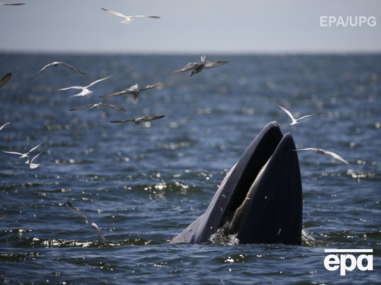 Паром натолкнулся на кита при выходе из южнокорейского порта