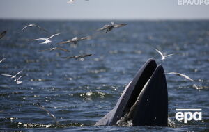 Паром натолкнулся на кита при выходе из южнокорейского порта