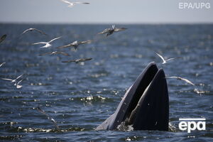 Паром натолкнулся на кита при выходе из южнокорейского порта