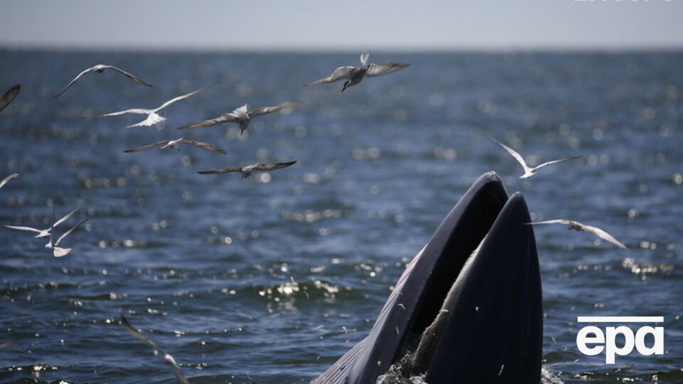Паром натолкнулся на кита при выходе из южнокорейского порта