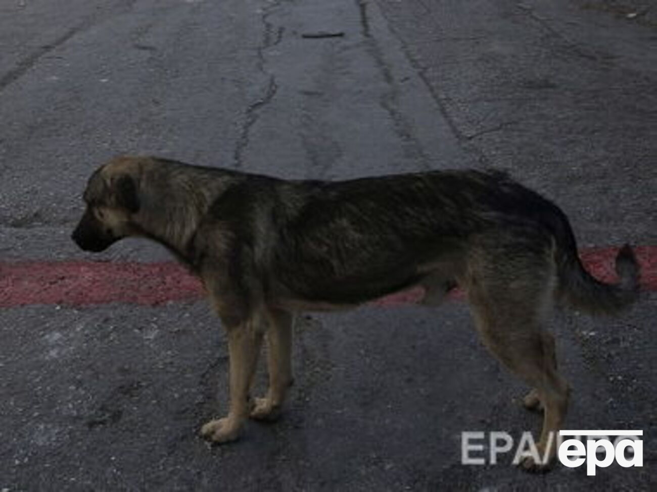 Медик рекомендовал матери пострадавшей помолиться, чтобы укусившая ее дочь собака оказалась здоровой