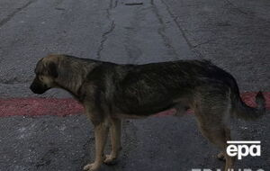 Медик рекомендовал матери пострадавшей помолиться, чтобы укусившая ее дочь собака оказалась здоровой