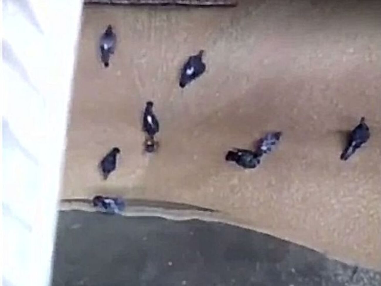 Птиц засасывает в воронку