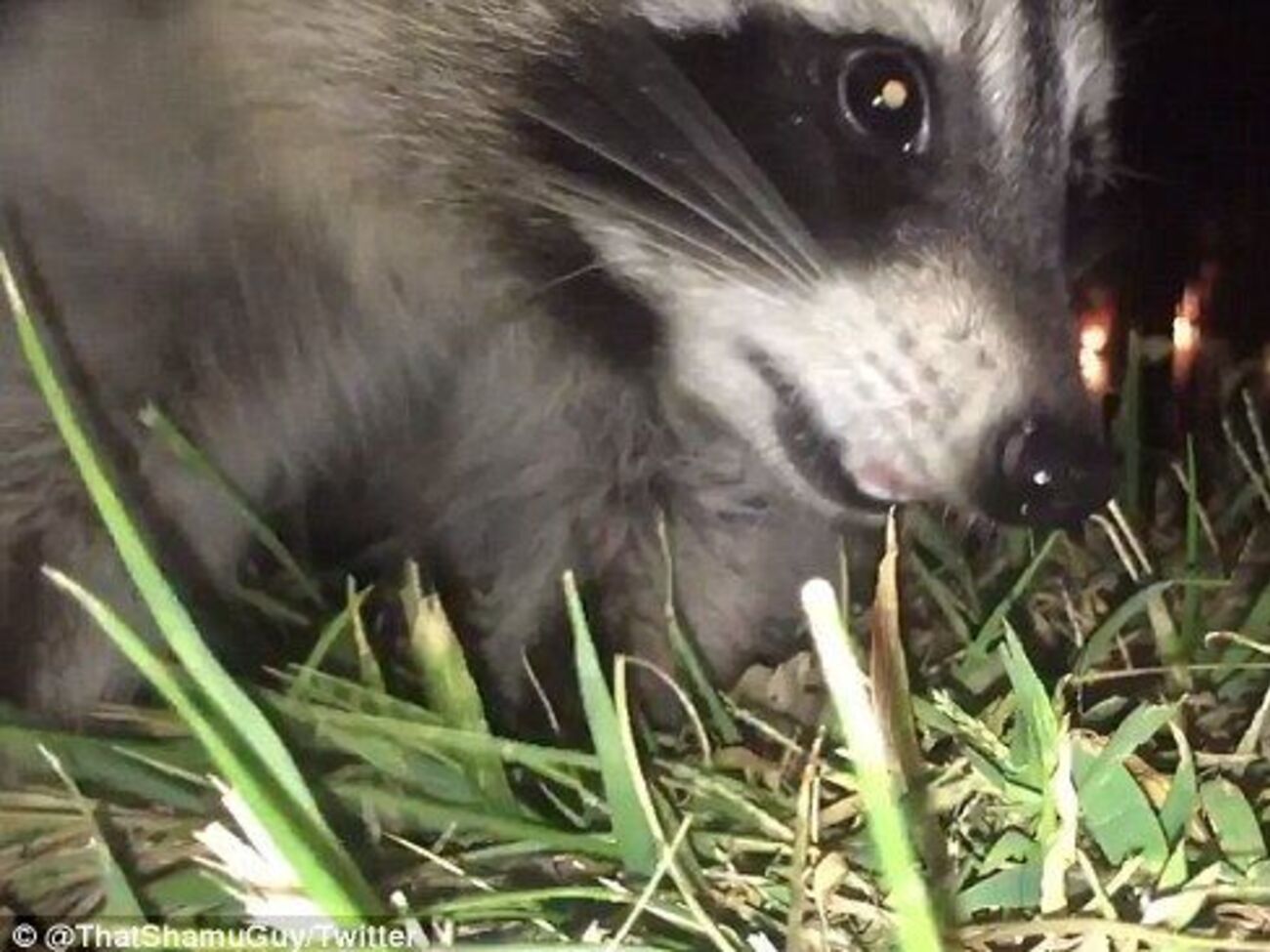 Поев желудей, енот схватил камеру
