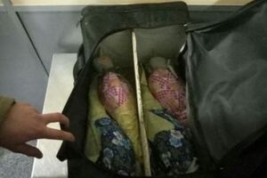 ГПСУ: Информацию о возможном вывозе птиц пограничники получили заранее