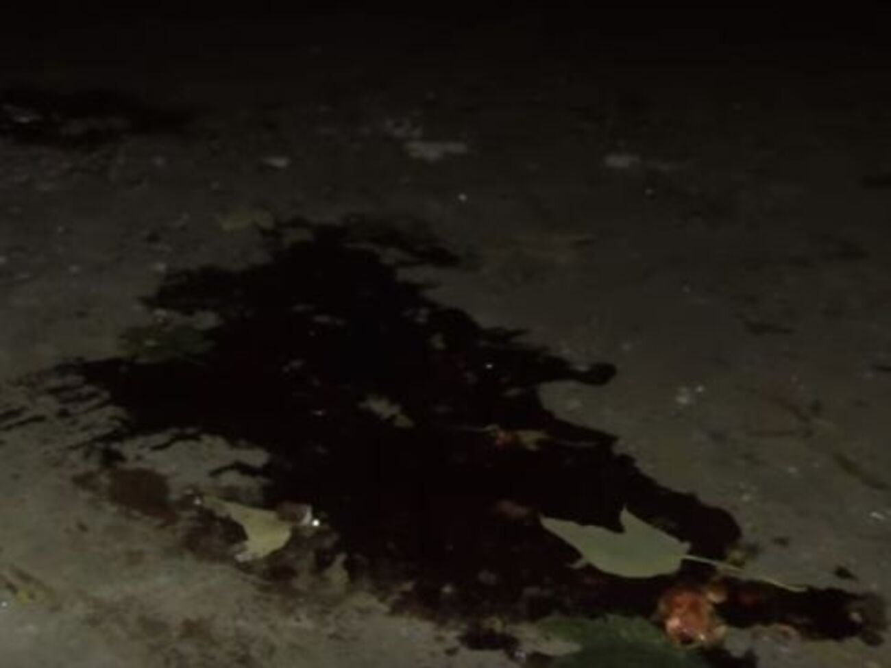 На одном из видео, предположительно, видны следы крови боевика
