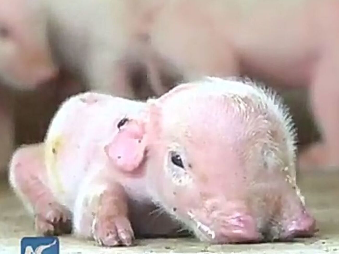 Необычный поросенок родился в Китае