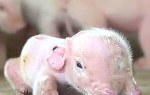 Необычный поросенок родился в Китае