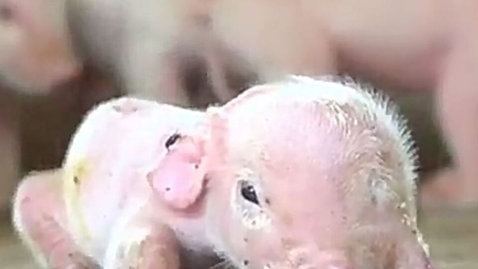 Необычный поросенок родился в Китае