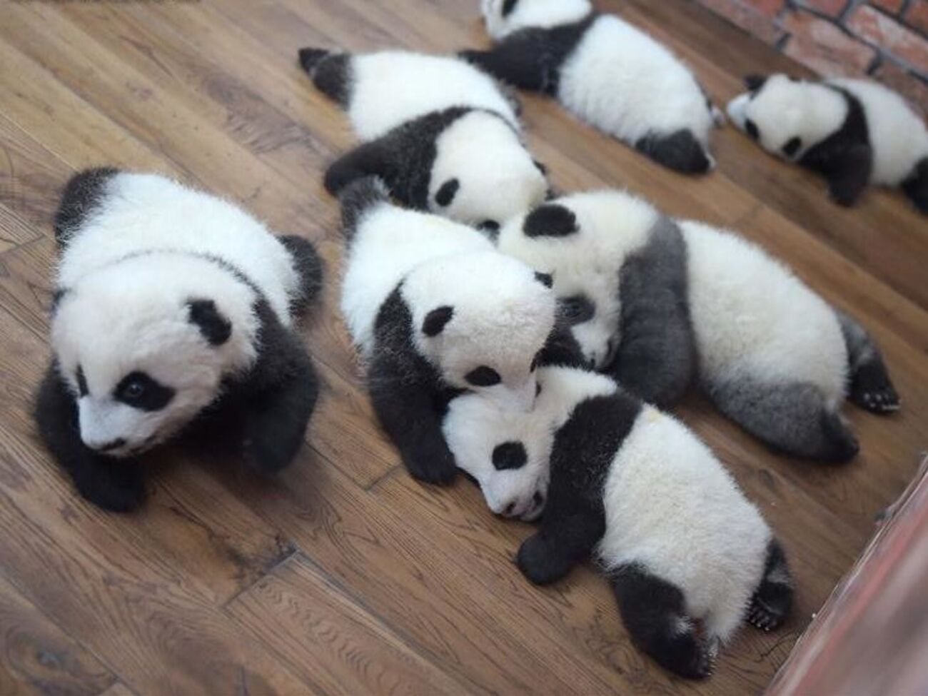 Детеныши панды в "яслях"