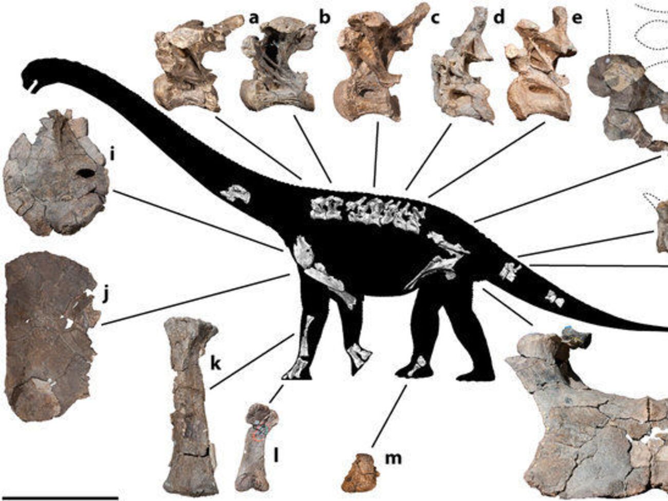 Динозавры достигали длины 15 метров