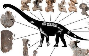 Динозавры достигали длины 15 метров