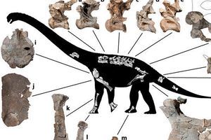 Динозавры достигали длины 15 метров