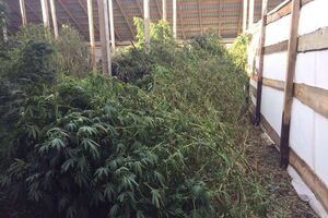 Для транспортировки изъятой конопли правоохранителям понадобилось несколько грузовиков