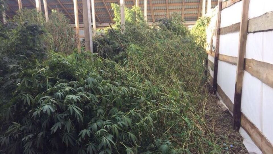 Для транспортировки изъятой конопли правоохранителям понадобилось несколько грузовиков