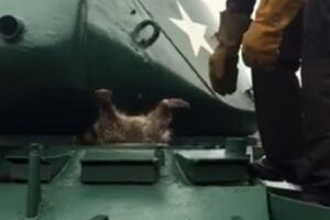 Военнослужащий пытался достать енота