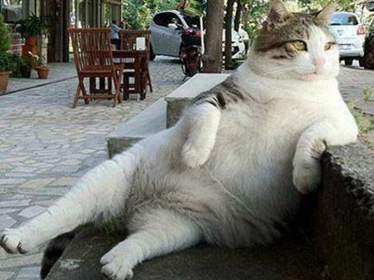 Любимая поза Томбили