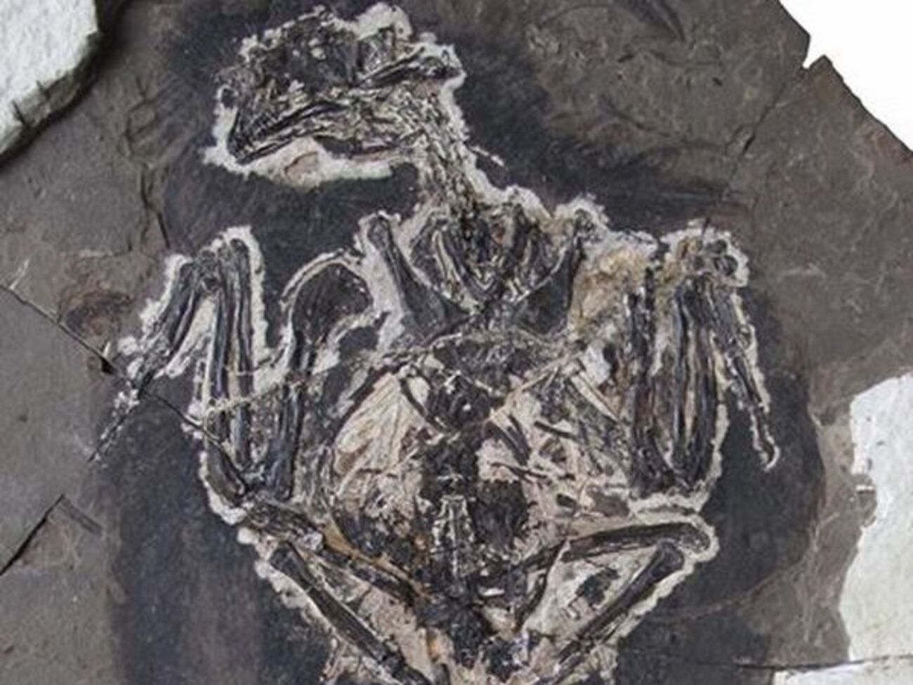 Окаменелось сохранила пигмент, делающий оперение птицы радужным