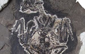 Окаменелось сохранила пигмент, делающий оперение птицы радужным