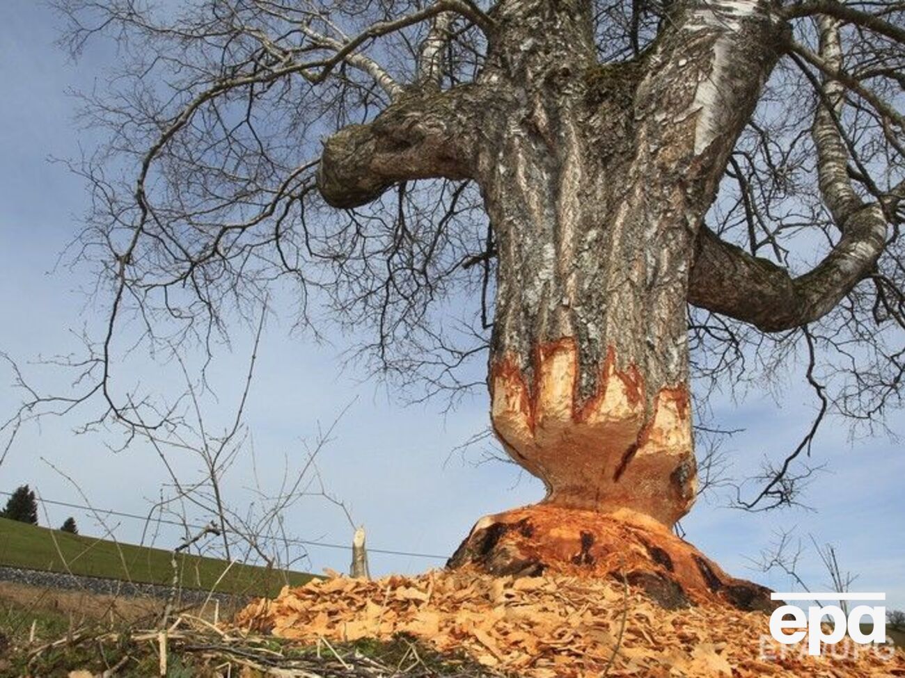 Дерево, подточенное бобрами