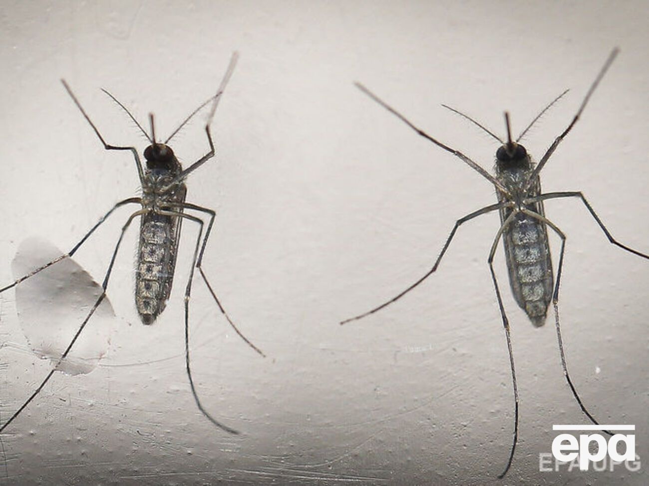 ВОЗ больше не рассматривает комаров Зика как глобальную угрозу