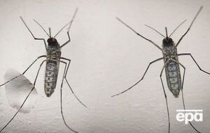 ВОЗ больше не рассматривает комаров Зика как глобальную угрозу