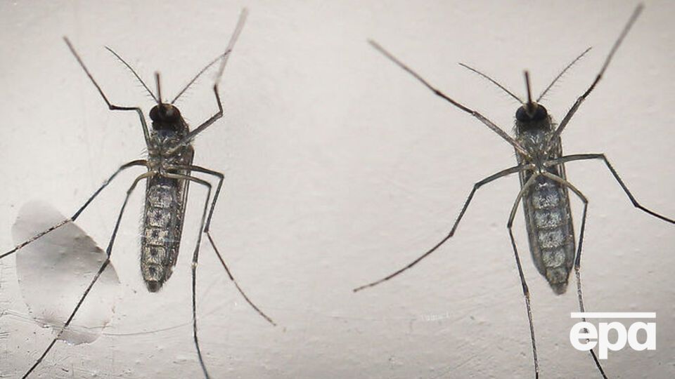 ВОЗ больше не рассматривает комаров Зика как глобальную угрозу