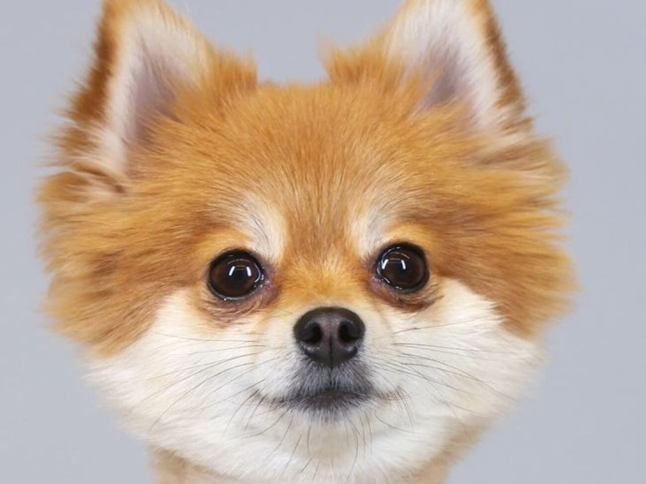 Шпиц снялся в пародии на ролик о развитии моды