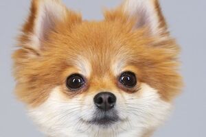 Шпиц снялся в пародии на ролик о развитии моды