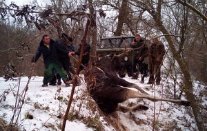 Сотрудники ГСЧС спасли лося из ледяной воды