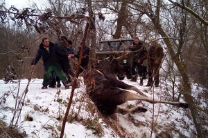 Сотрудники ГСЧС спасли лося из ледяной воды