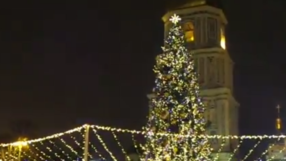 Высота дерева составляет 26 метров